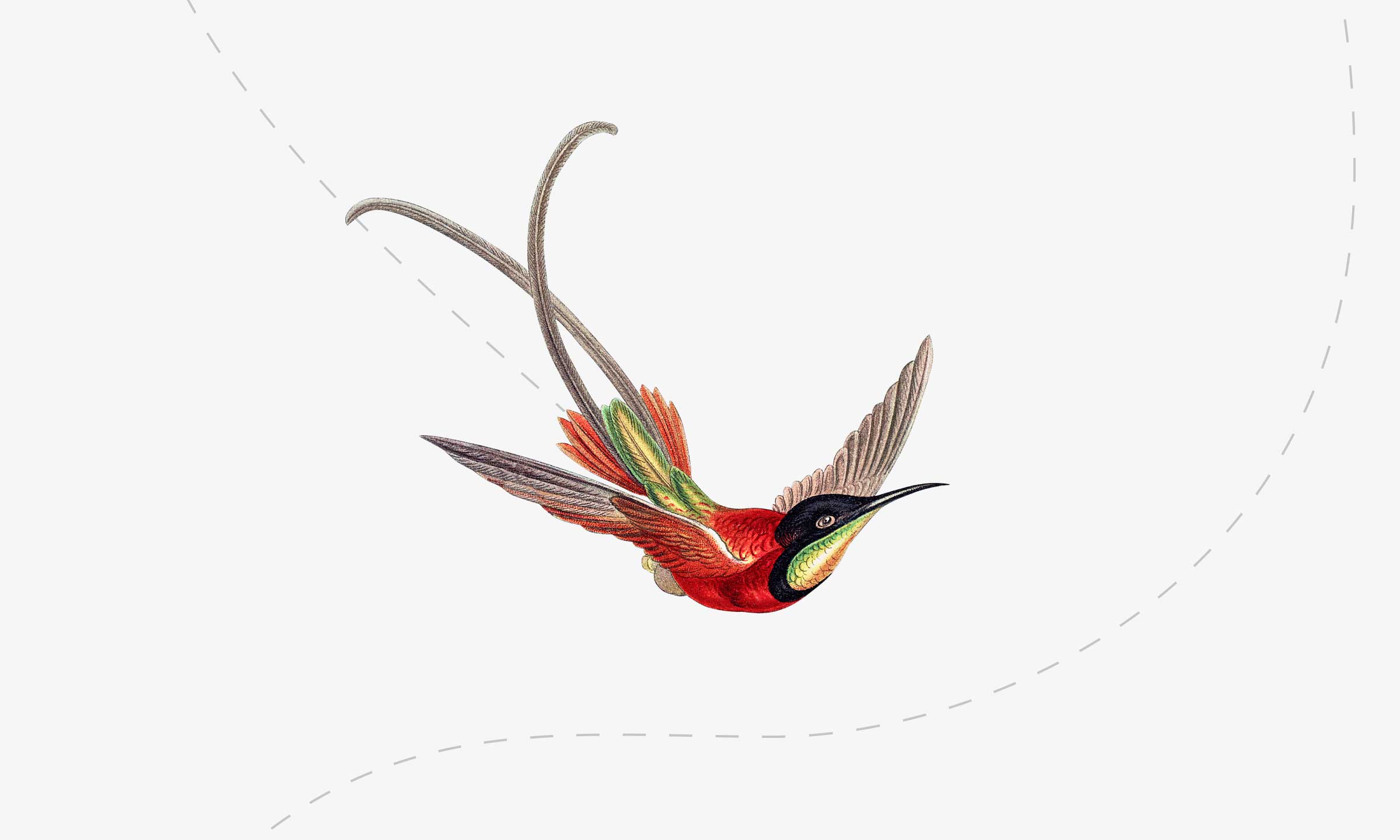 Illustration of a flying bird